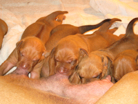 Saba Puppies 1 Week Old