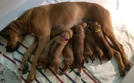 Dora & Pups