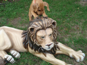 Belle - Hunting Lions