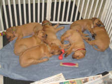 Tank & Echo 07 Puppies Sleeping