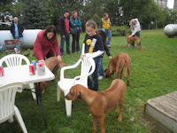 Ridgeback friends