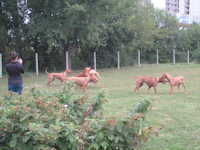 Ridgebacks Everywhere