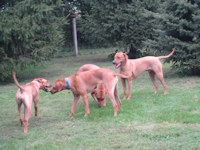 Emmitt and the girls