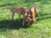 Kizzy, Zuri and Cato